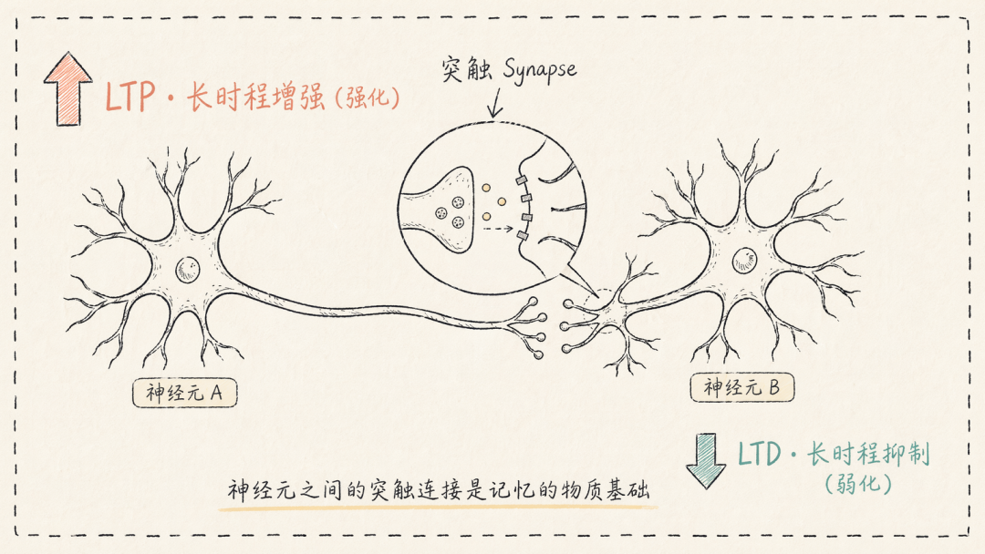 神经元之间突触连接的示意图