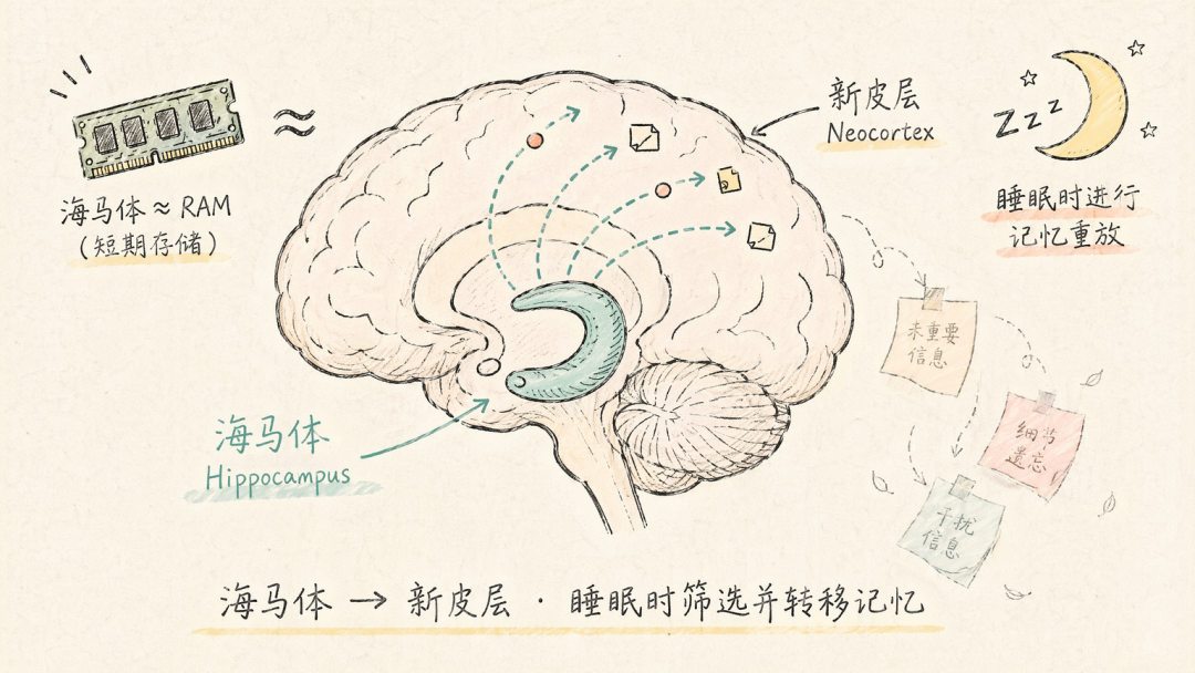 海马体向新皮层转移的记忆巩固过程示意图