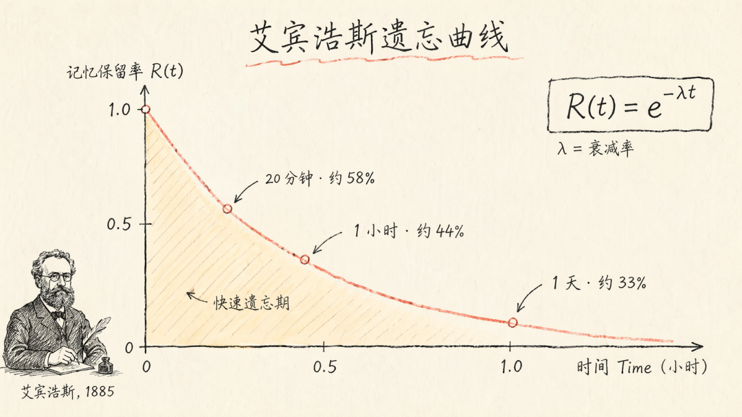 艾宾浩斯遗忘曲线的指数衰减模型图